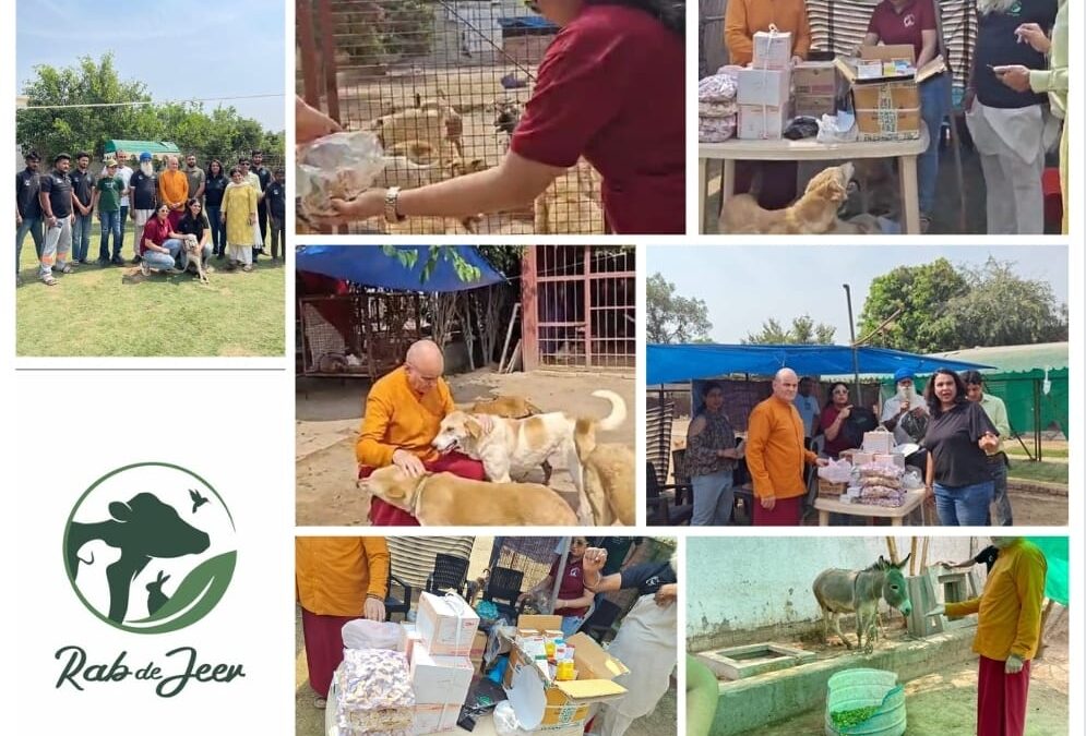 Medicines and Essential supplies at Rab De Jeev, Animal NGO, 13th April 2024